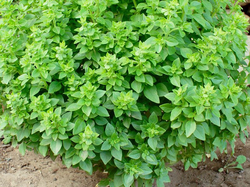 Basil Greek