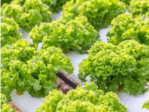 Lettuce Multileaf Green