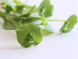 Miners Lettuce Winter Purslane Isolated