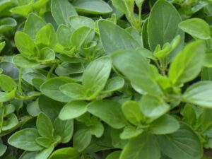 oregano herb plant