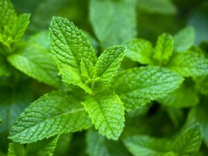 Peppermint Herb Leaves