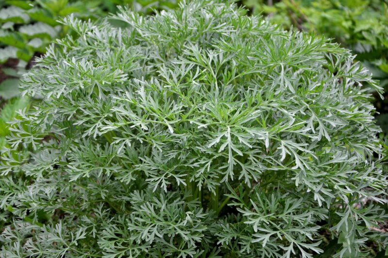 Wormwood Herb Seeds - Image 2