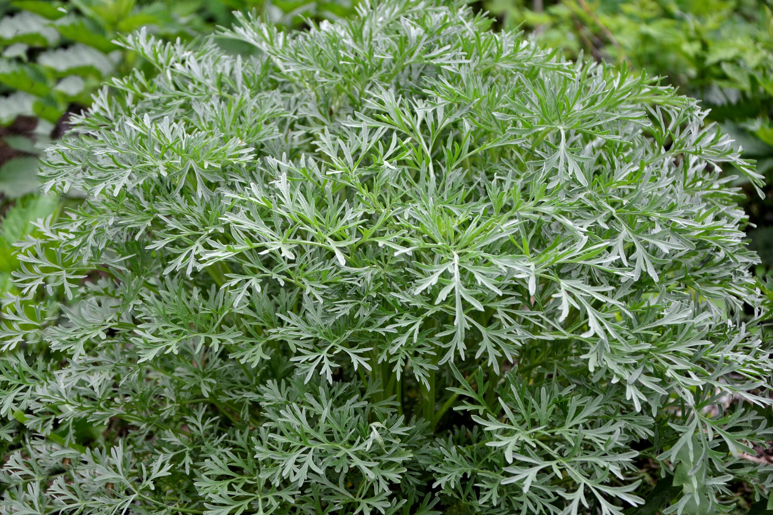 Wormwood Herb Seeds - Image 2