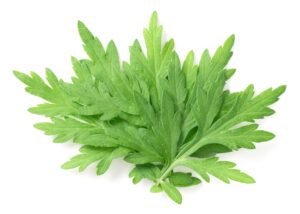Mugwort Herb Seeds