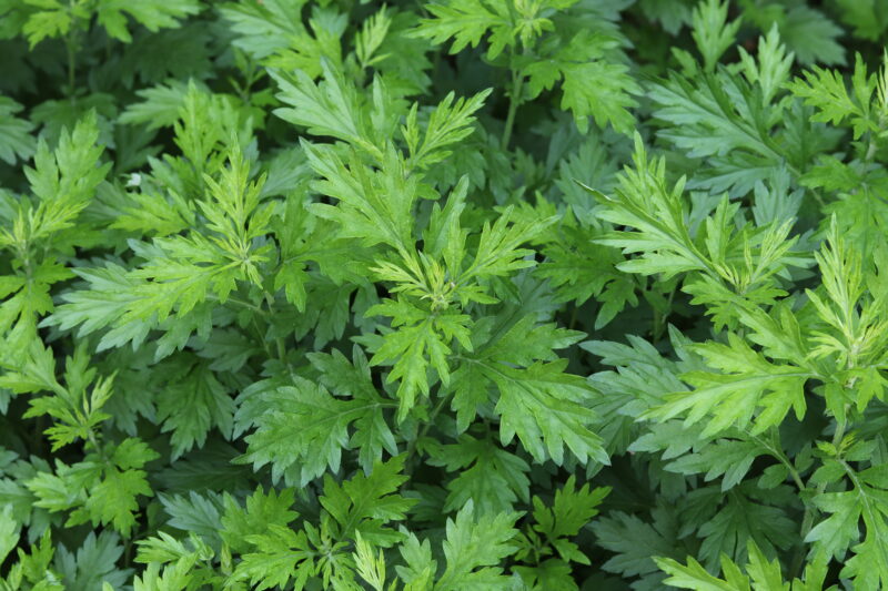 Mugwort Herb Seeds - Image 2