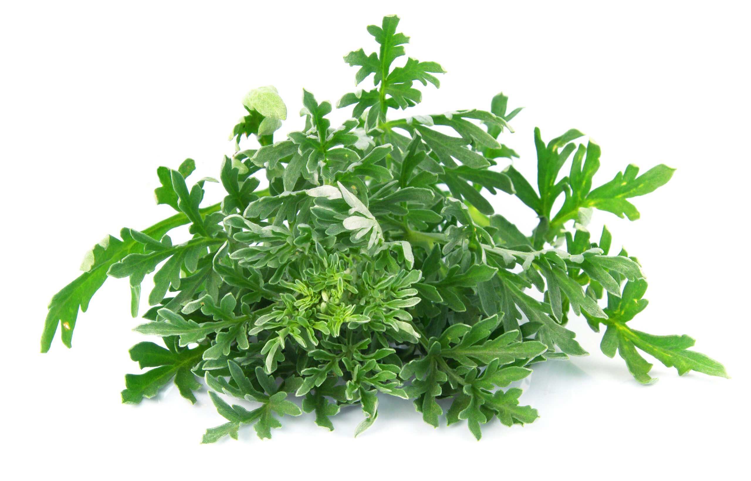 Wormwood Herb Seeds