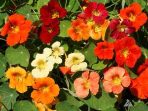 Nasturtium Tip Top Mix