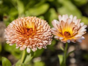 Calendula Pink Surprise