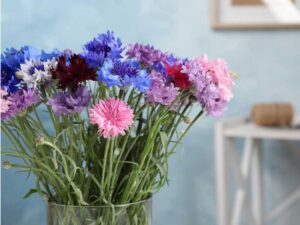 Cornflower Mixed Flowers in Vase