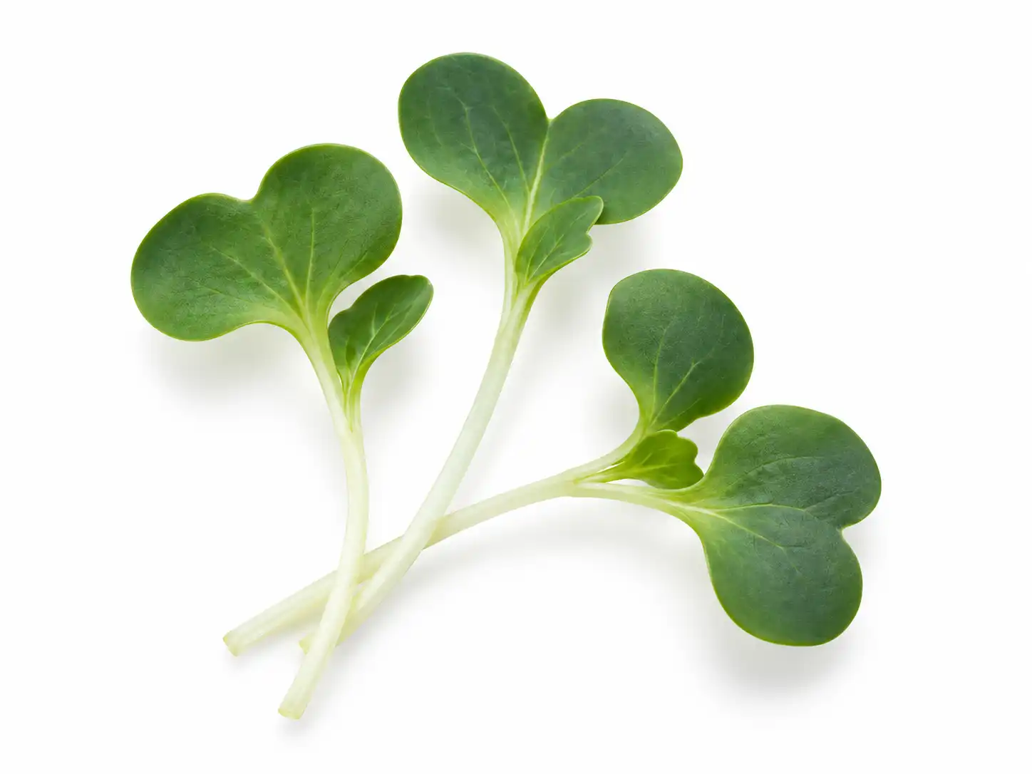 cabbage-green-microgreens-isolated-seedmart-singapore