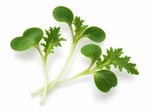 mustard-wasabi-microgreens-isolated-seedmart-singapore