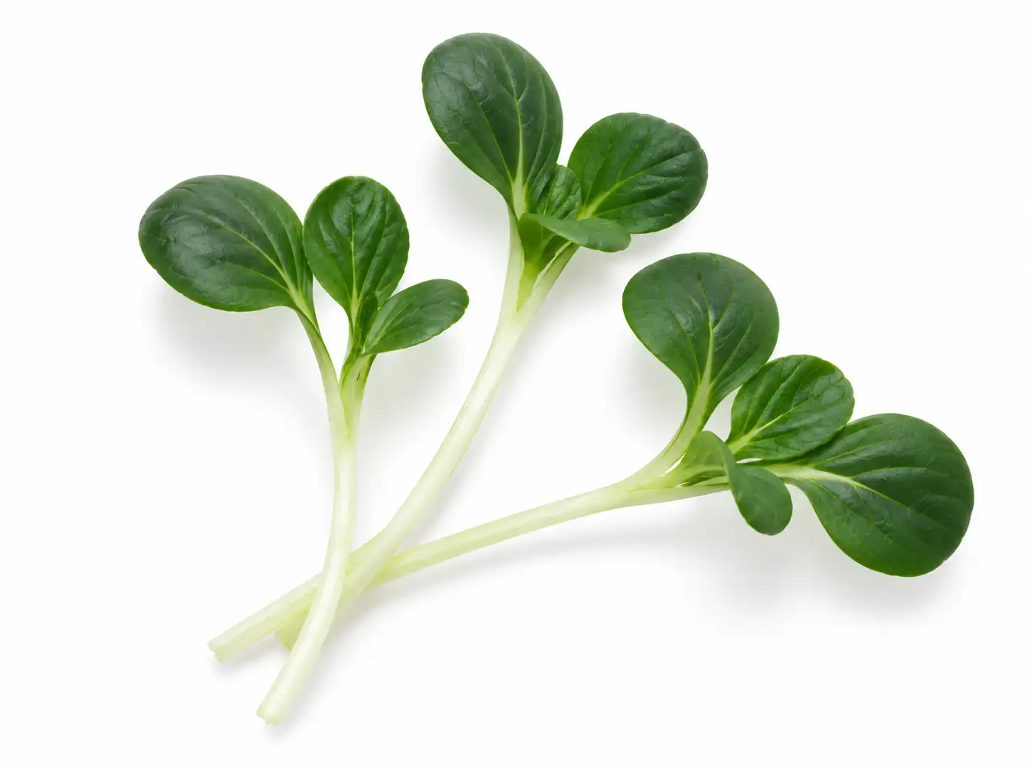 Tatsoi Microgreen Seeds - Image 2