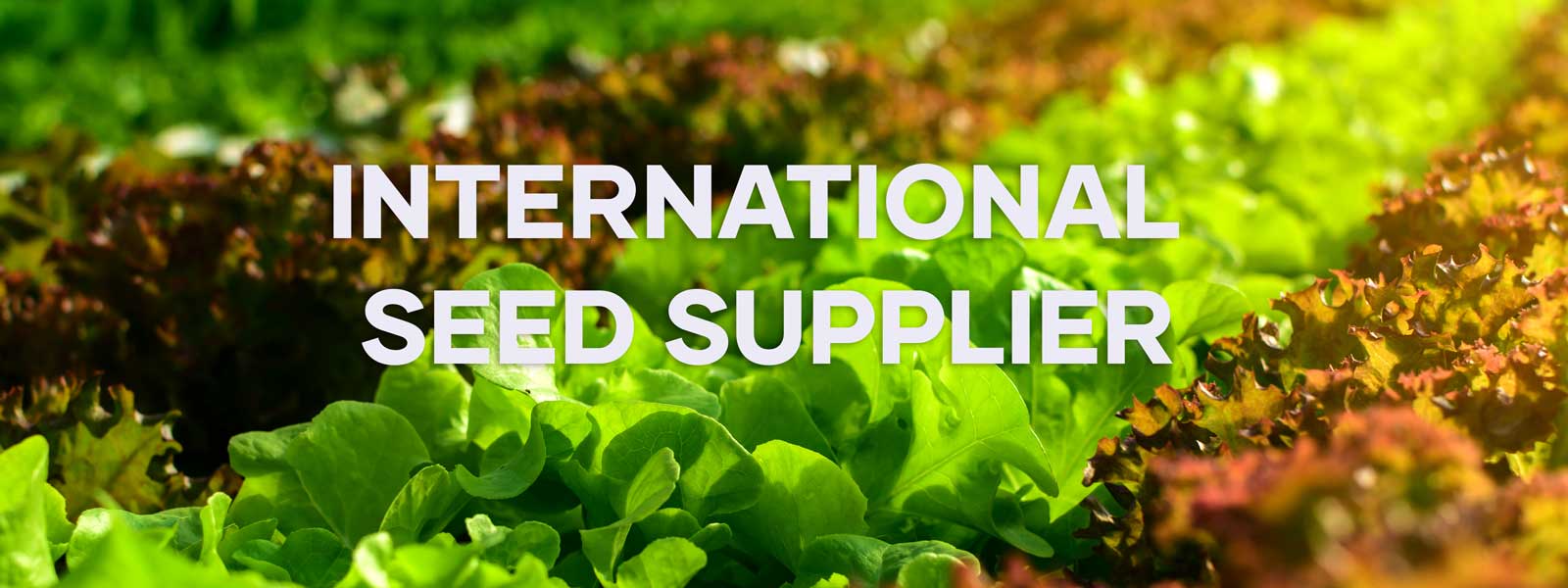 International Seed Supplier