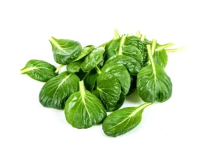 tatsoi-leaves-closeup