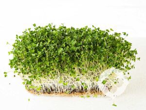 Rocket Arugula Microgreen Seeds