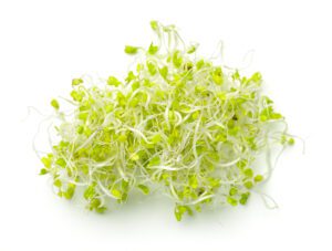 Broccoli Sprouting Seed | Seedmart Australia