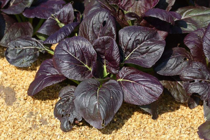 Pak Choi Red Vegetable Seeds F1 - Image 2