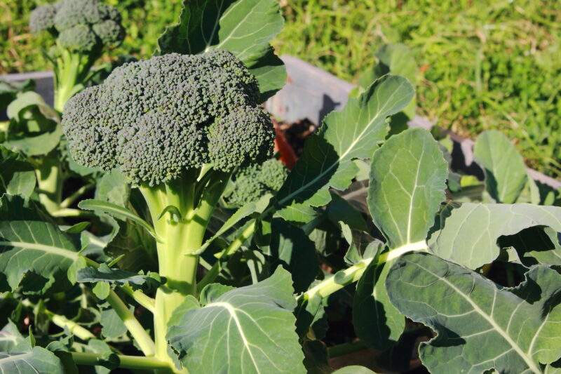 Broccoli Green Sprouting Calabrese Vegetable Seeds - Image 2
