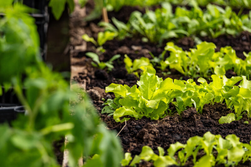 Chinese Mustard Gai Choy Vegetable Seeds - Image 2
