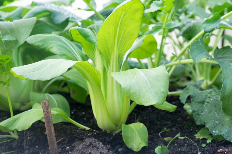 Pak Choi Seeds Growing