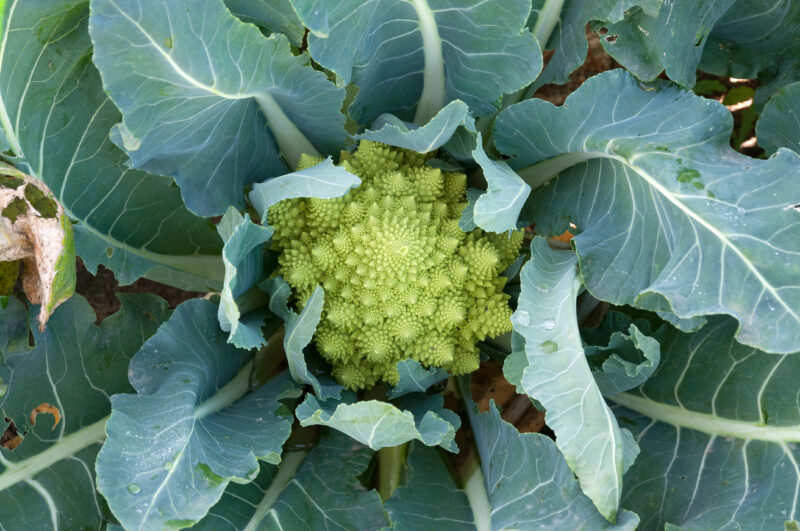 Broccoli Romanesco Vegetable Seeds - Image 2