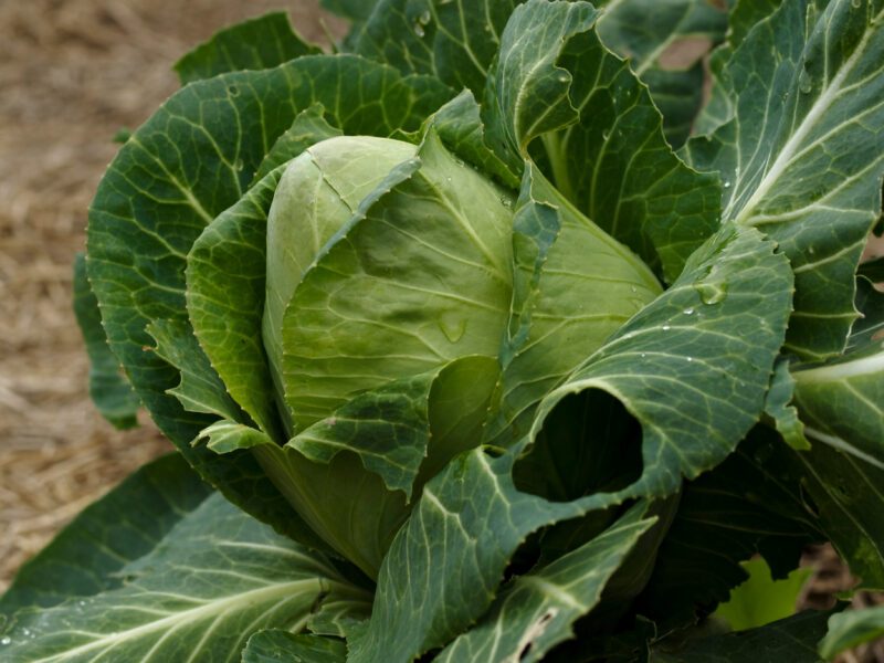 Cabbage Charleston Wakefield Sugarloaf Vegetable Seeds - Image 2