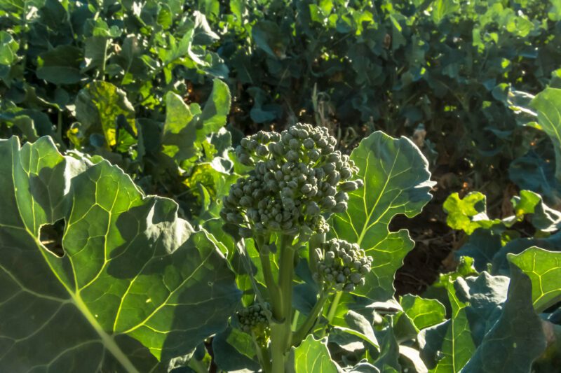 Baby Broccoli Vegetable Seeds - Image 2