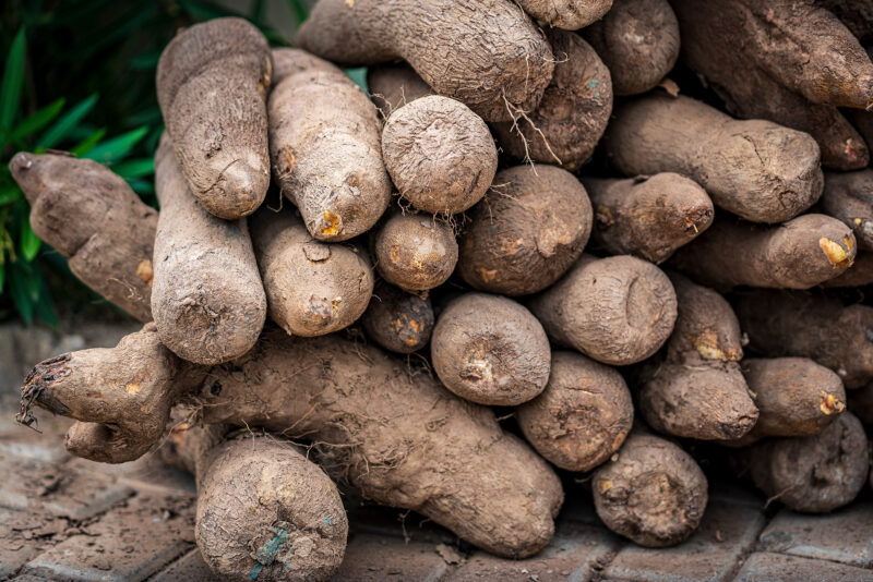 Yam Bean Jicama Vegetable Seeds - Image 2