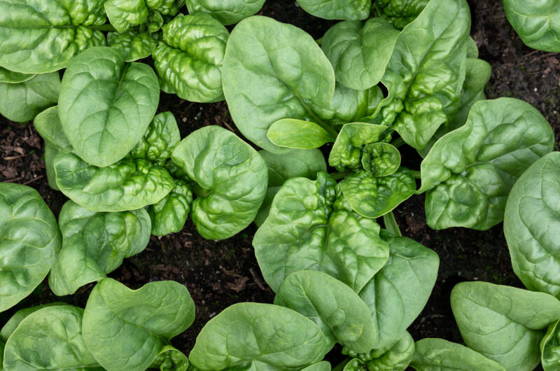 Spinach Bloomsdale Vegetable Seeds - Image 2