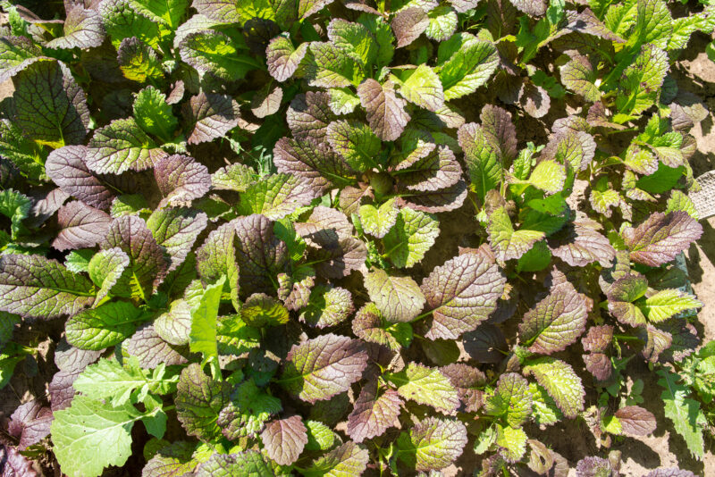 Mustard Purple Vegetable Seeds - Image 2