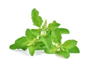 Holy Basil Tulsi Herb Seeds