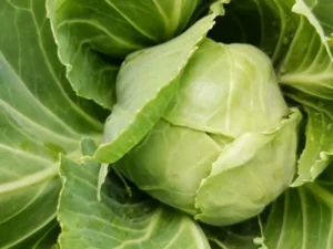 cabbage-copenhagen-market