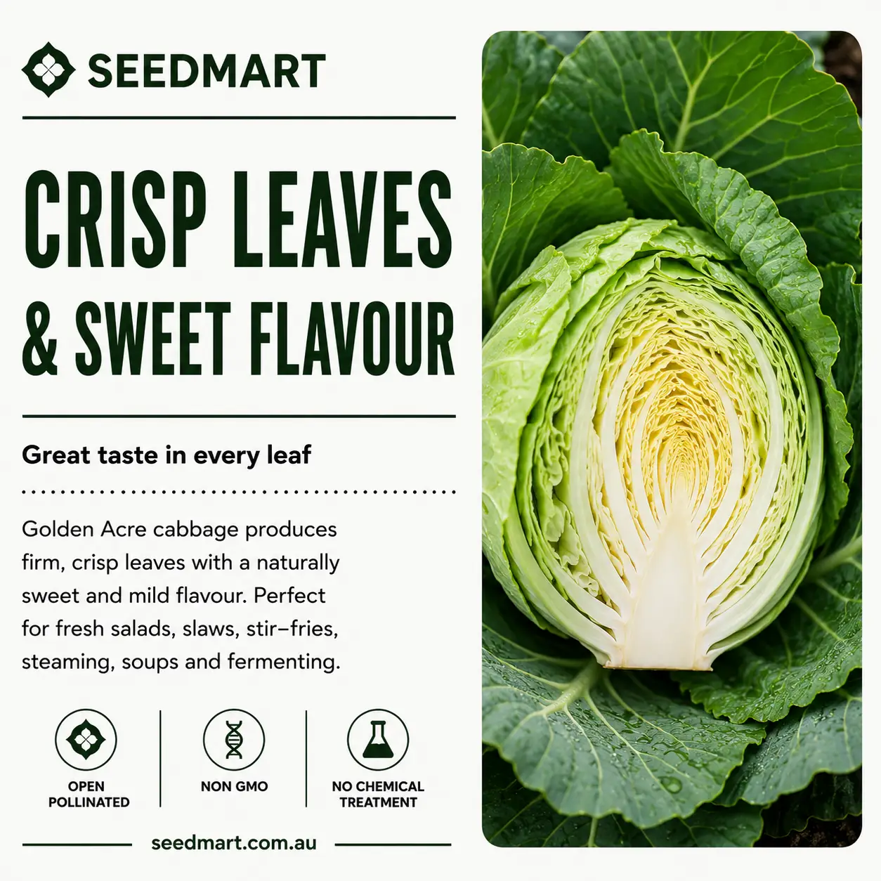 Cabbage Golden Acre Vegetable Seeds - Image 4