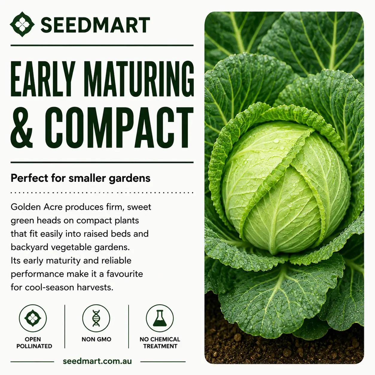 Cabbage Golden Acre Vegetable Seeds - Image 5