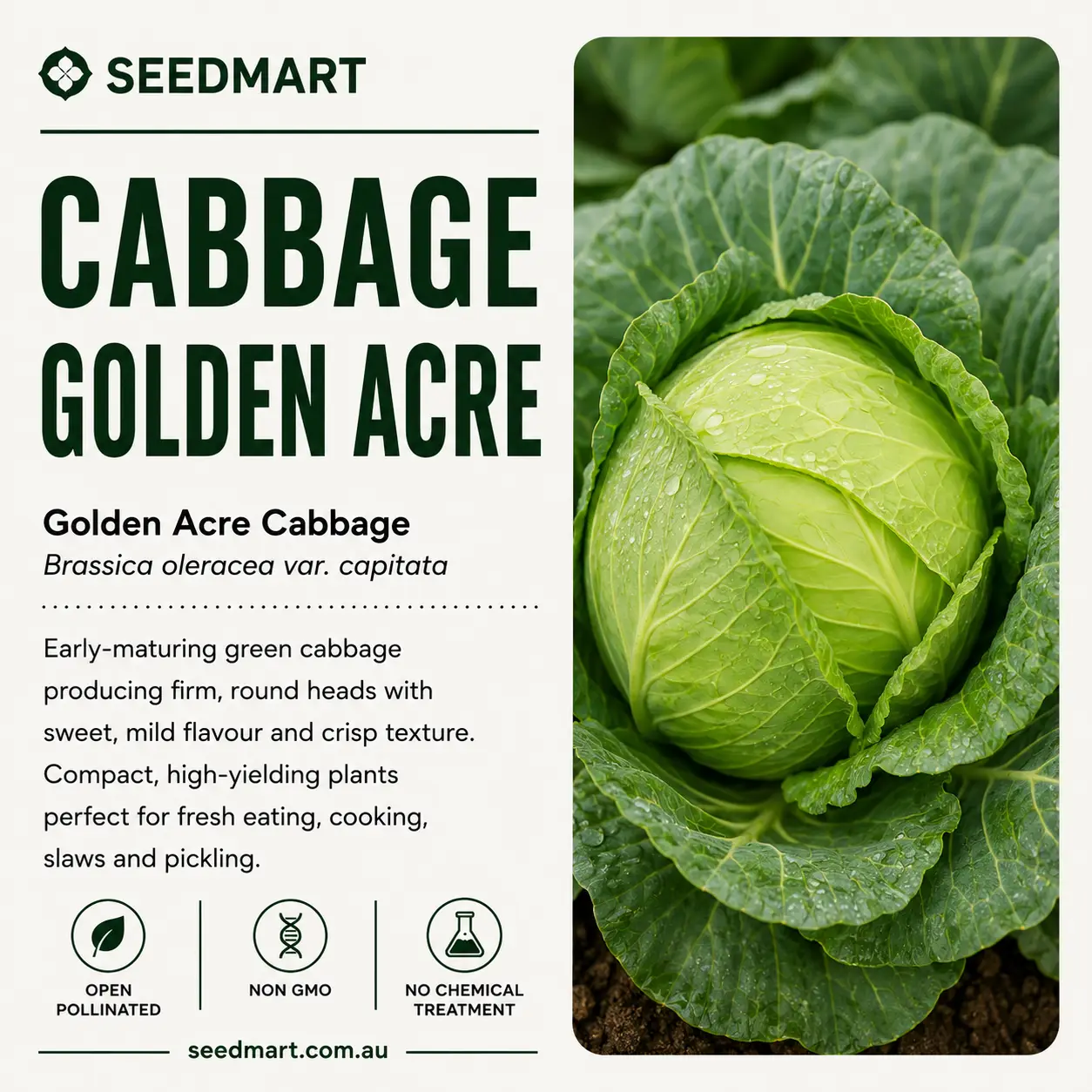 Cabbage Golden Acre Vegetable Seeds - Image 3