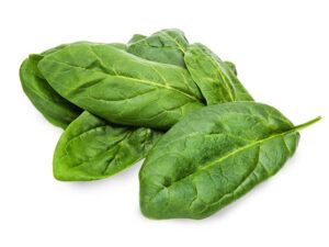 Spinach Winter Giant Vegetable Seeds