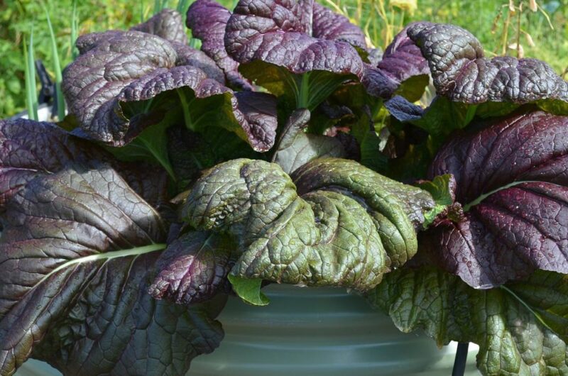 Mustard Red Giant Vegetable Seeds - Image 2