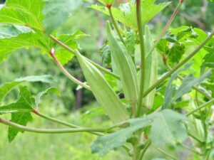 Okra Dwarf Long Pod Vegetable Seeds | Plant | Seedmart