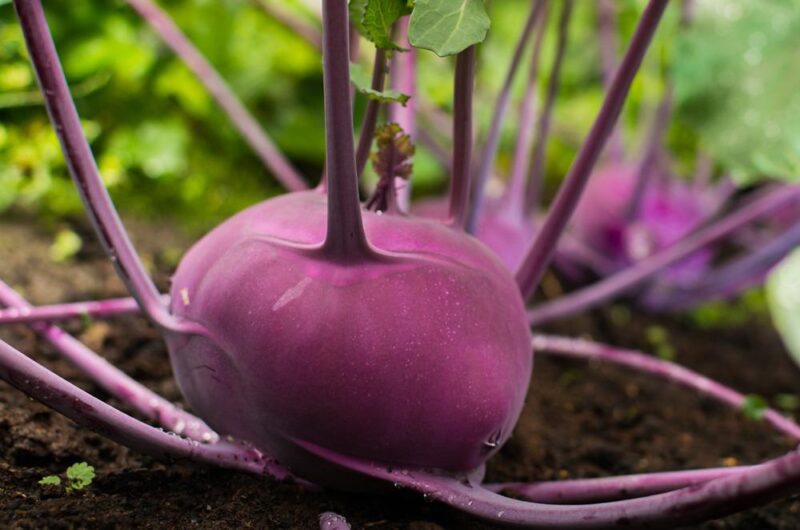 Kohlrabi Purple Vienna Vegetable Seeds - Image 2