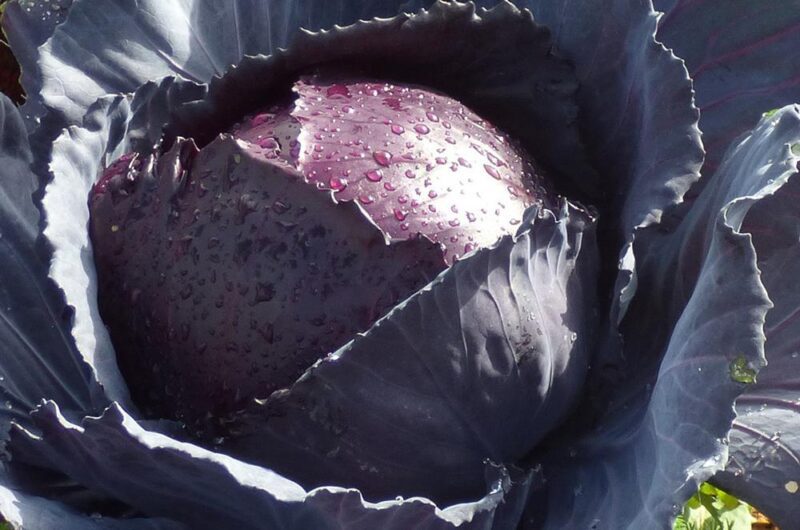 Cabbage Red Acre Vegetable Seeds - Image 2