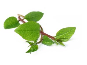 Ceylon Spinach Red Stem Vegetable Seeds