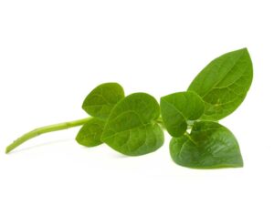 Ceylon Spinach Green Stem Vegetable Seeds