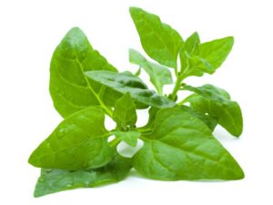Spinach Warrigal Green Vegetable Seeds