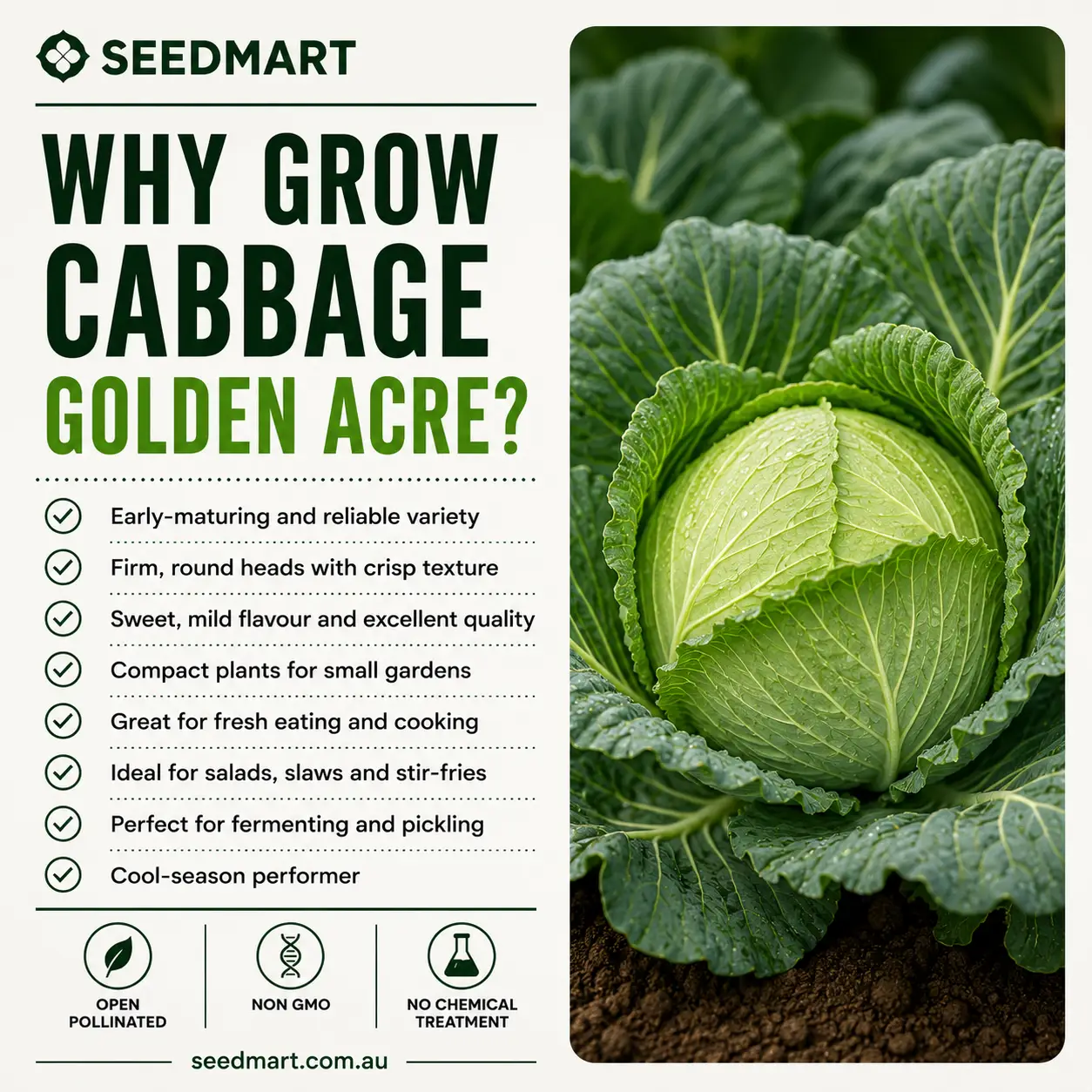 Cabbage Golden Acre Vegetable Seeds - Image 6