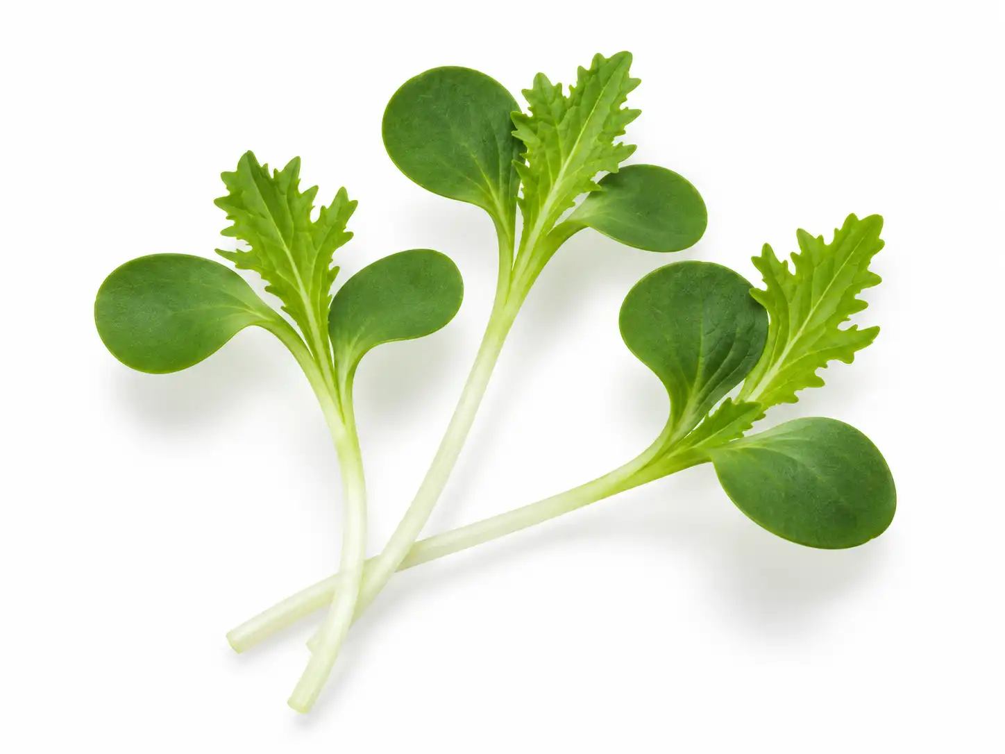 green-mustard-microgreens-isolated-seedmart-singapore