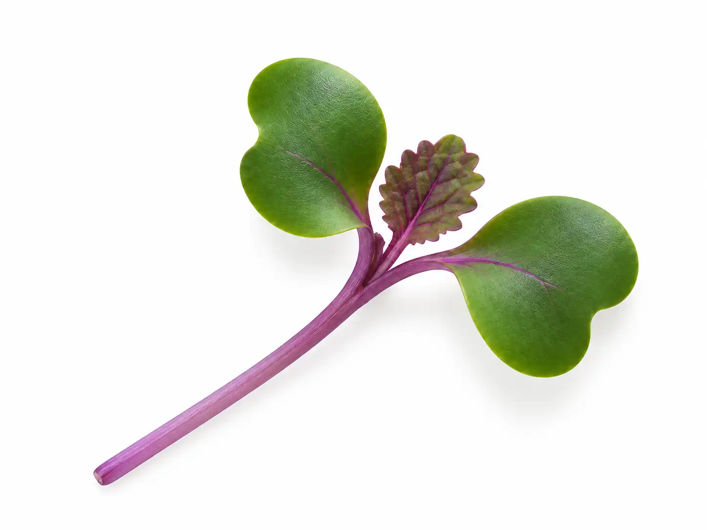Red Cabbage Microgreen Seeds - Image 4