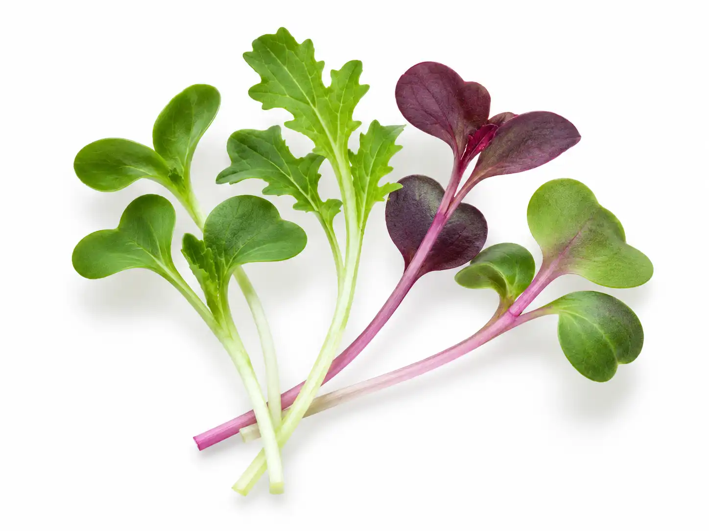 salad-mix-microgreens-isolated-seedmart-singapore