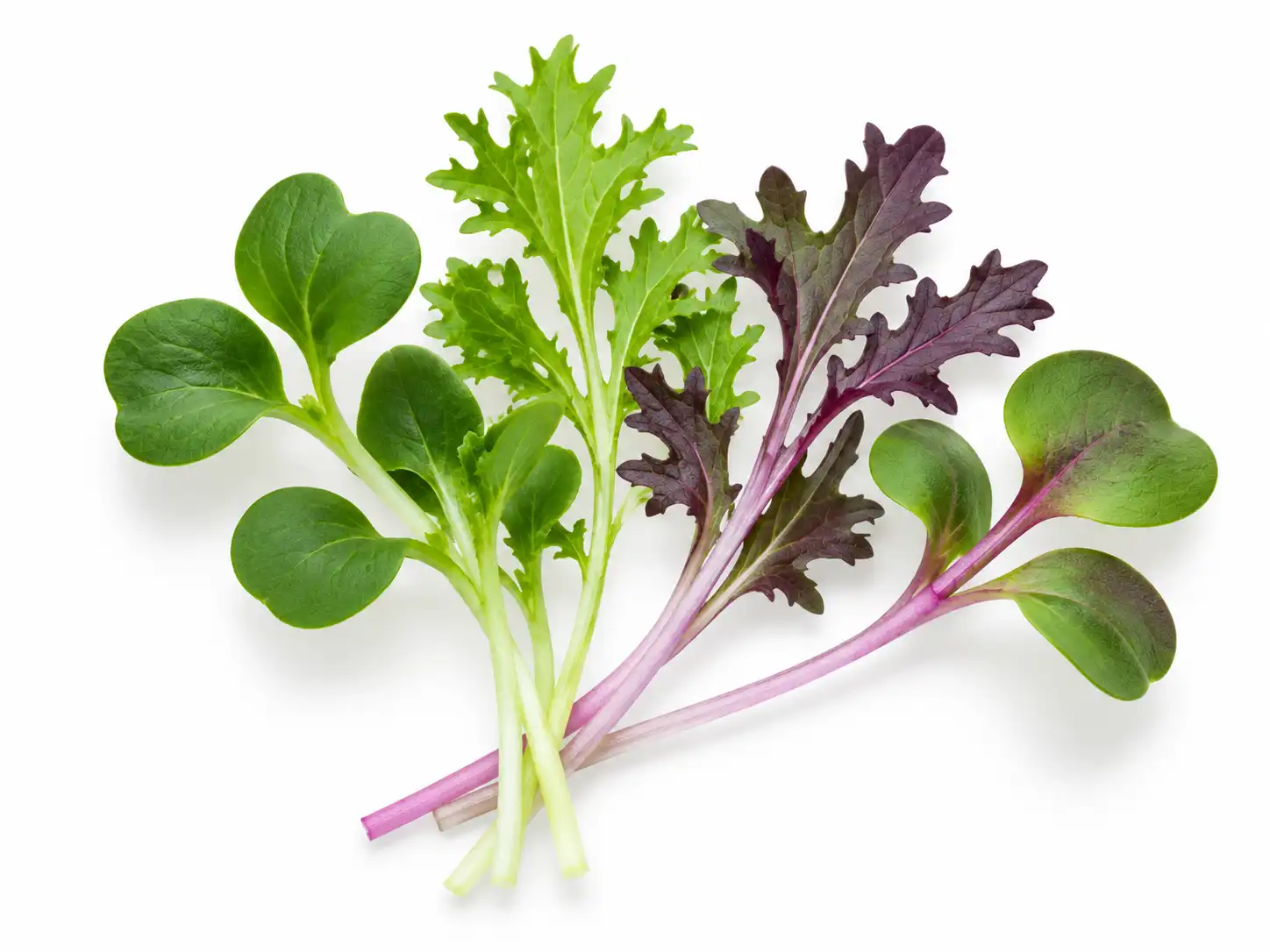 spicy-mix-microgreens-isolated-seedmart-singapore