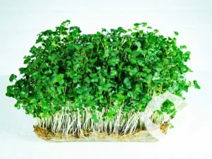 MustardGreen_Microgreens_New