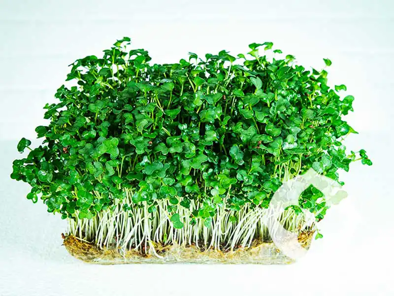 MustardGreen_Microgreens_New